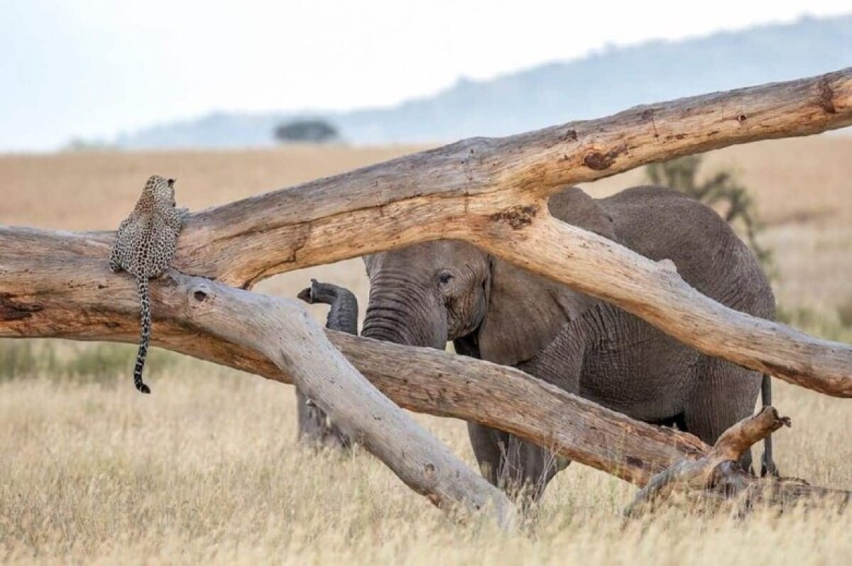 Əyləncəli heyvanlar...