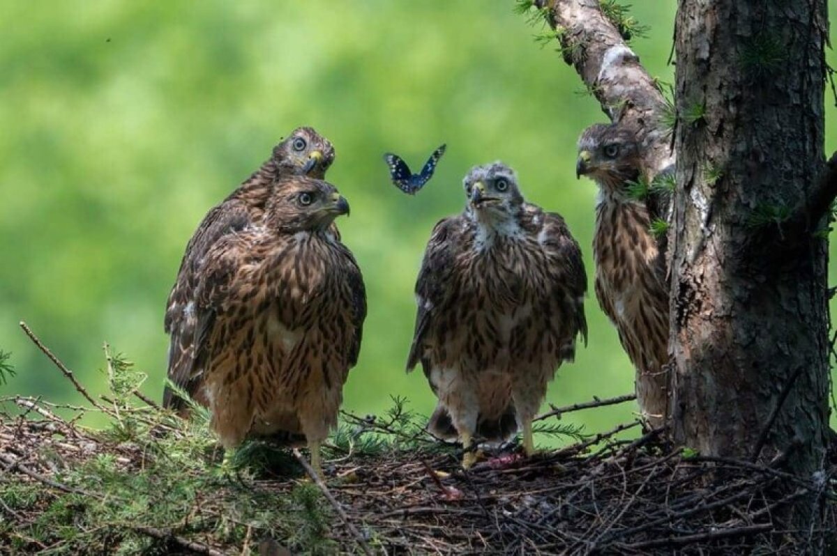 Əyləncəli heyvanlar...