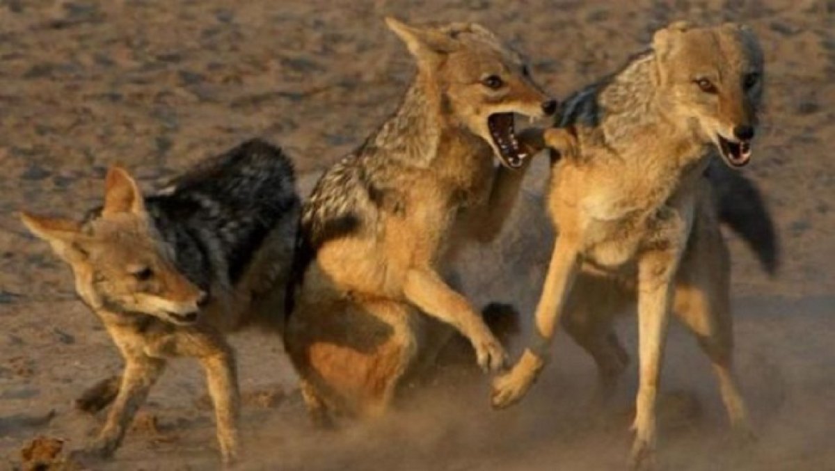 Ucarda çaqqal insanlara hücum edib, xəsarət alanlar var