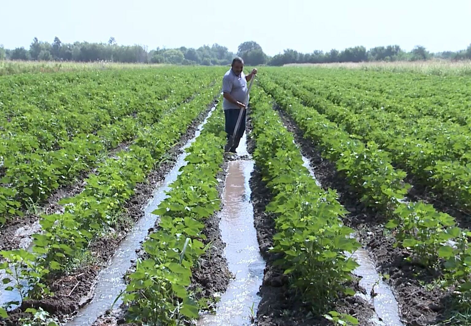 Subsidiya və güzəştlərin tətbiqində ciddi nöqsanlar üzə çıxıb