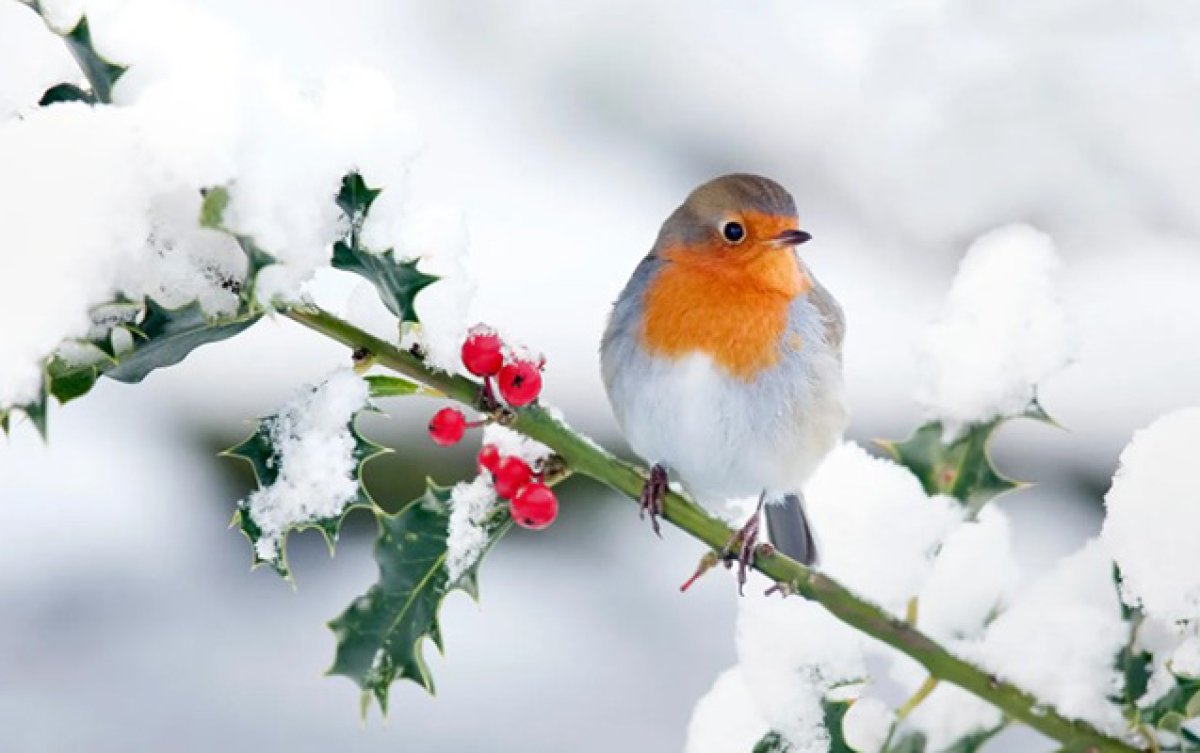 Azərbaycanın bəzi ərazilərində qar yağır