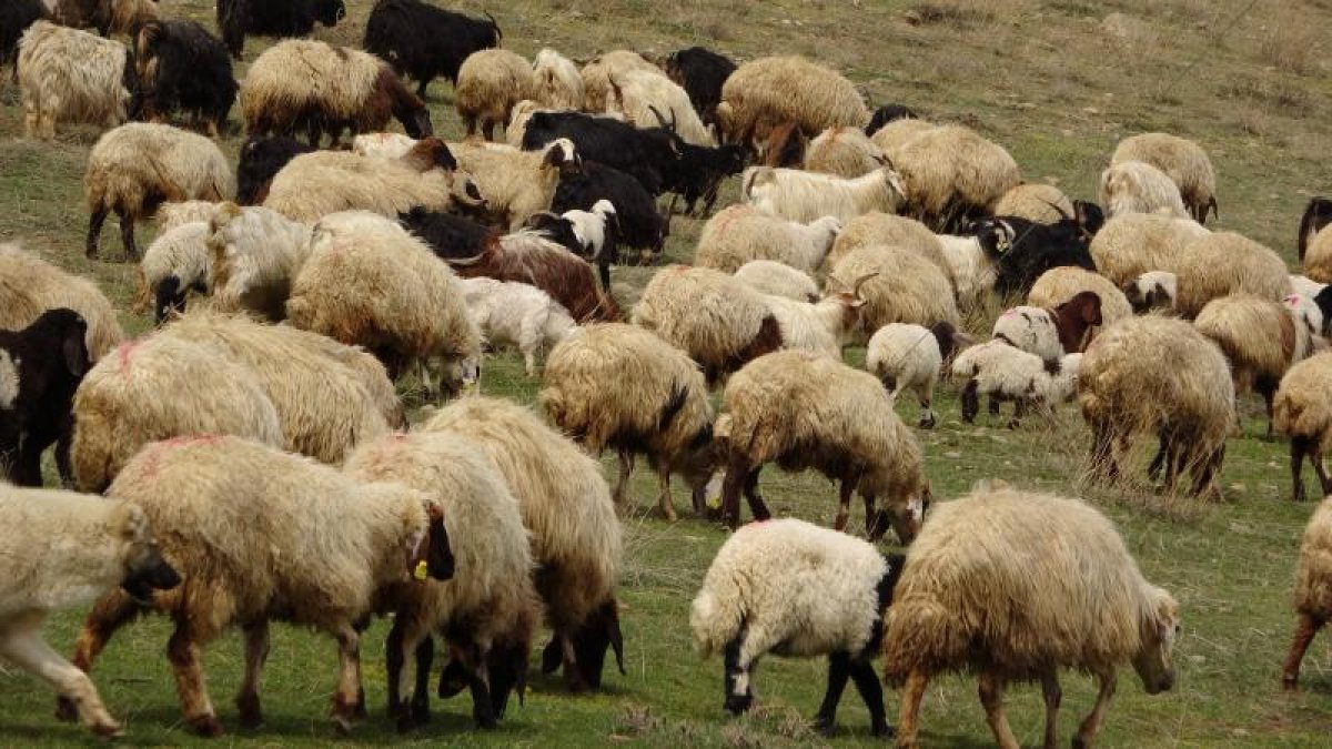 134 ünvanda qurbanlıq heyvanların satışı və kəsimi aparılacaq