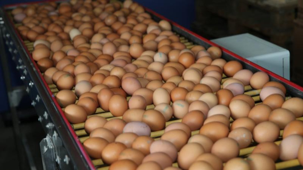 AQTA bir qəpiklik yumurtalar barədə məlumat yayıb
