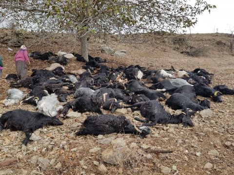 81 keçini ildırım vurub öldürdü