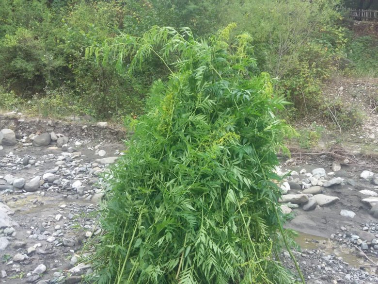İsmayıllıda 900 kq-dan artıq narkotik bitki məhv edilib