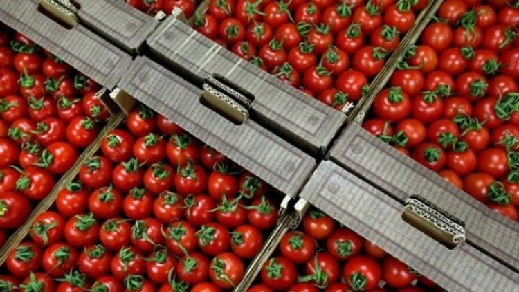 Rusiya Azərbaycanın 13 şirkətinə pomidor və alma ixracına icazə verib