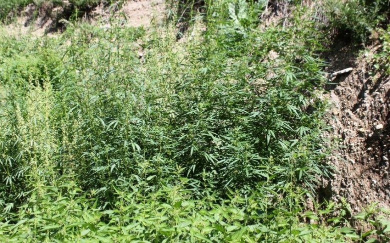 Zaqatalada 1.3 ton narkotik tərkibli bitki məhv edilib