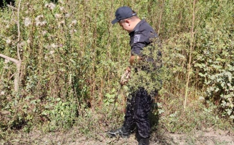 Zaqatalada 2,4 ton narkotik tərkibli bitki məhv edilib