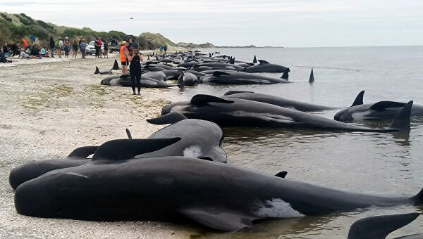 Avstraliyada 60-dan çox delfin sahilə çıxıb