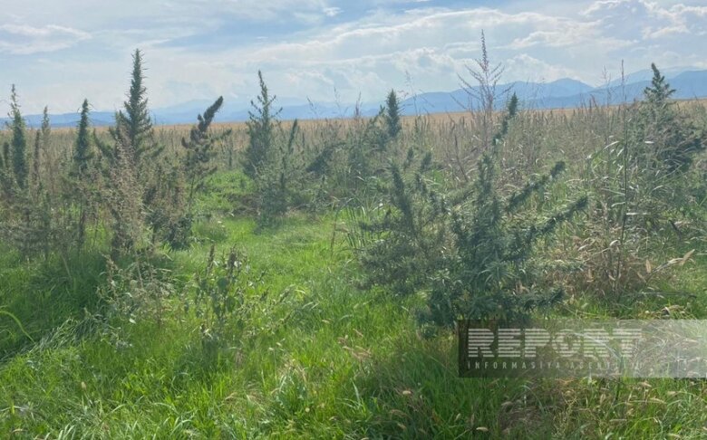 Xocalıda 100 hektarlıq narkoplantasiya aşkarlanıb