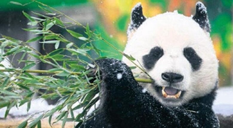 ABŞ və Çin arasında Panda diplomatiyası