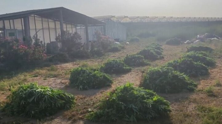 Maştağada xüsusi əməliyyat: istixanada 881 kq narkotik vasitə aşkarlanıb