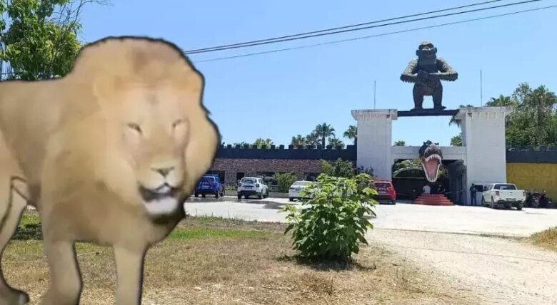 Zooparkdan qaçan aslan insana hücum edib