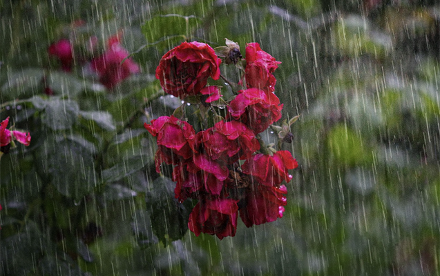 Bakıya və rayonlara leysan yağacaq