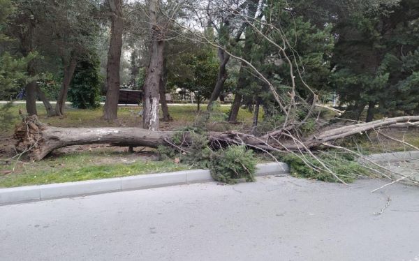 Yaşıllıqlara 40 min manata yaxın ziyan vurulub