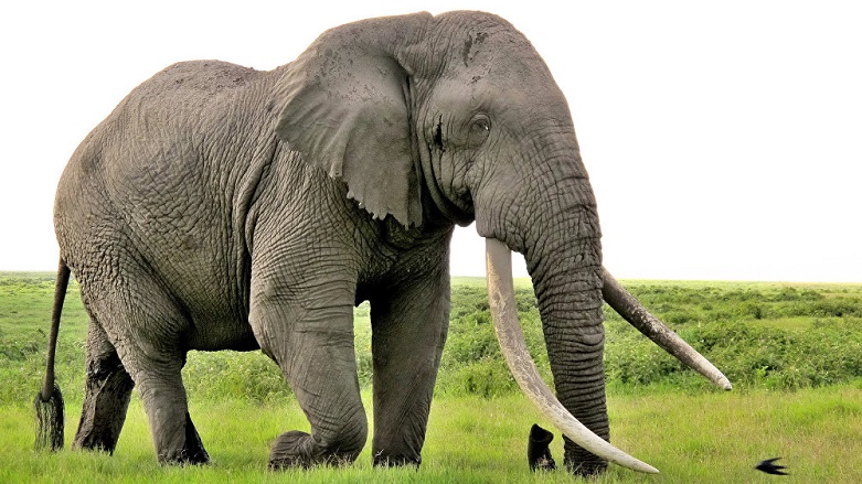 Taylandda fil turisti tapdalayıb öldürüb