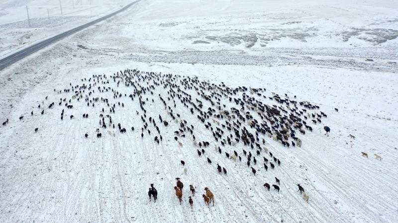 Zaqatalaya 36 sm qar yağıb